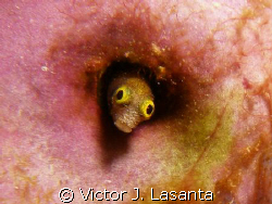 secretary blenny at v.j.levels dive site in parguera area... by Victor J. Lasanta 